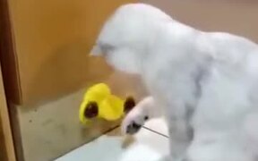 An Innovative Toy For A Cat - Animals - VIDEOTIME.COM