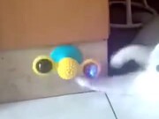 An Innovative Toy For A Cat