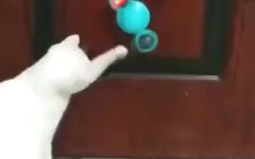 An Innovative Toy For A Cat - Animals - VIDEOTIME.COM