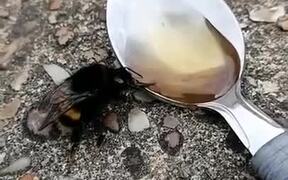 Feeding Honey To A Bee - Animals - VIDEOTIME.COM