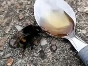 Feeding Honey To A Bee