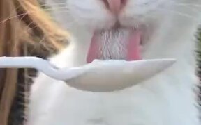 Cat Gets A Brain Freeze Eating Ice Cream - Animals - VIDEOTIME.COM