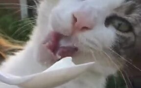 Cat Gets A Brain Freeze Eating Ice Cream