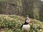 A Gorgeous Puffin Field