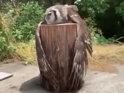 Owl On A Log