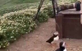 A Gorgeous Puffin Field - Animals - VIDEOTIME.COM