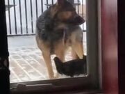 When A Dog And Cat Are Friends