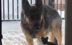 When A Dog And Cat Are Friends - Animals - VIDEOTIME.COM