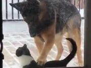 When A Dog And Cat Are Friends