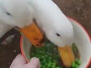 Two Ducks Vs A Bowl Of Peas