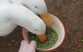 Two Ducks Vs A Bowl Of Peas - Animals - VIDEOTIME.COM