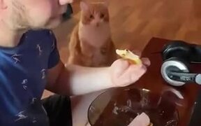 Cat Staring At Your Food - Animals - VIDEOTIME.COM