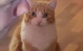 Cat Staring At Your Food - Animals - VIDEOTIME.COM