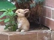 Cutest Rabbit Ever!