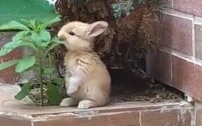 Cutest Rabbit Ever! - Animals - VIDEOTIME.COM