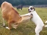 Best Friends: A Cow And A Dog