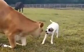 Best Friends: A Cow And A Dog - Animals - VIDEOTIME.COM