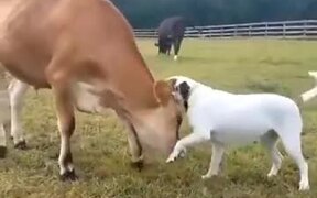 Best Friends: A Cow And A Dog - Animals - VIDEOTIME.COM