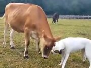 Best Friends: A Cow And A Dog