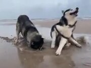 Huskies On The Beach