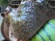 A Hippo Eating Watermelon