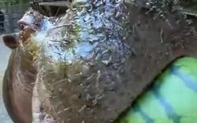 A Hippo Eating Watermelon - Animals - VIDEOTIME.COM