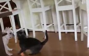 When A Cat And A Dog Wrestle - Animals - VIDEOTIME.COM