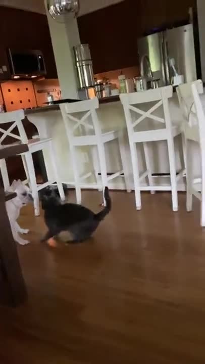 When A Cat And A Dog Wrestle