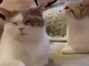 Cats Love The Slap Game