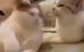 Cats Love The Slap Game - Animals - VIDEOTIME.COM