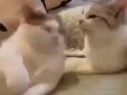 Cats Love The Slap Game