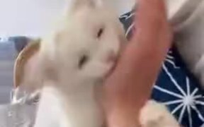 When You Decide To Fight Against Cat - Animals - VIDEOTIME.COM