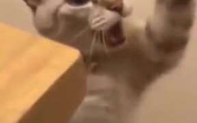 A Friendly Talkative Cat - Animals - VIDEOTIME.COM