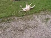 Dog Playing Dead