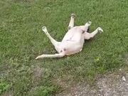 Dog Playing Dead