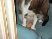 Cat Incubating An Egg