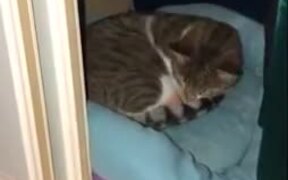 Cat Incubating An Egg - Animals - VIDEOTIME.COM
