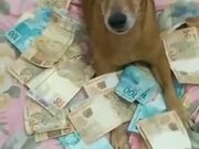 Dog Strictly Guarding Money