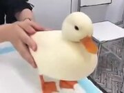 Most Perfect Duck You Will Ever See
