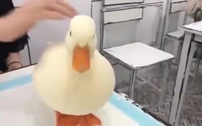 Most Perfect Duck You Will Ever See - Animals - VIDEOTIME.COM