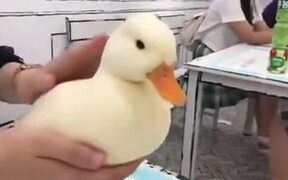 Most Perfect Duck You Will Ever See - Animals - VIDEOTIME.COM