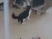 Husky Bullied By A Cat