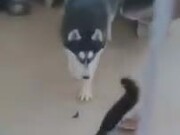 Husky Bullied By A Cat