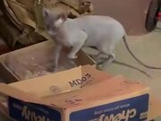 A Cat In Love With Beer