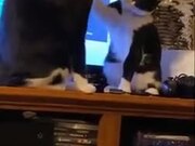 How Two Civilized Cats Fight