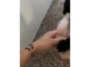 Cat Stealing Chicken