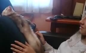 Pet Ferrets Are Hilarious - Animals - VIDEOTIME.COM