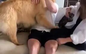 Dog Wants More Attention Than A Girlfriend - Animals - VIDEOTIME.COM