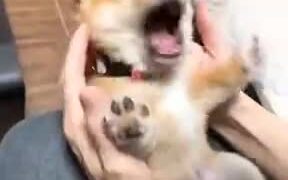 A Reason To Adopt A Shiba Inu Puppy - Animals - VIDEOTIME.COM