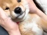 A Reason To Adopt A Shiba Inu Puppy